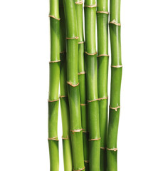 Fototapeta premium Beautiful green bamboo stems on white background