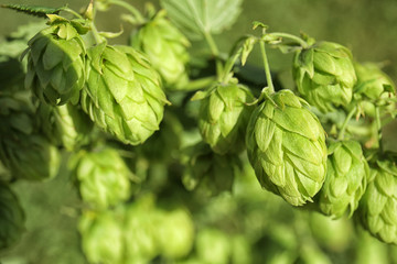 Fresh green hops on bine against blurred background. Beer production - obrazy, fototapety, plakaty