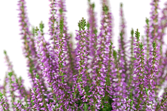 Heidekraut, Erica, vor wei&szlig;em Hintergrund