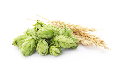 Fresh green hops and wheat spikes on white background. Beer production