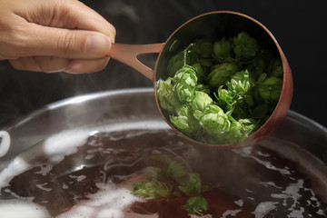 Woman adding fresh green hops to beer wort in pot, closeup