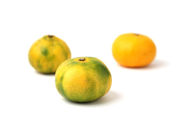 温州 みかん ミカン 白背景