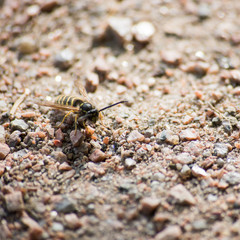 Wasp crawling in the sand, square photo