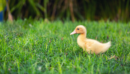 yellow fluffy duckling on the grass background