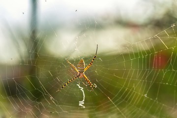 Banded garden spider macro.