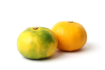 温州 みかん ミカン 白背景