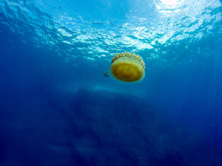 Obraz na płótnie Canvas Fried Egg Jellyfish (Phacellophora camtschatica)
