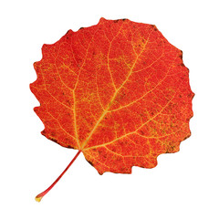 Autumn aspen leaf isolated on white.