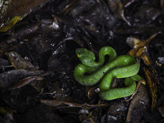 Close up green snake in the forest. Nature concept.