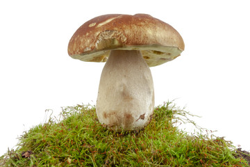 Fungus and MOSS on a white background