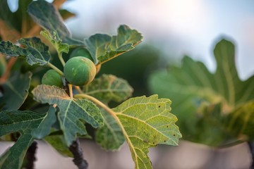 Common fig green fruits and leaves.