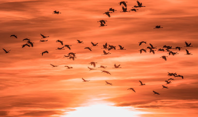 Kraniche in abendrot