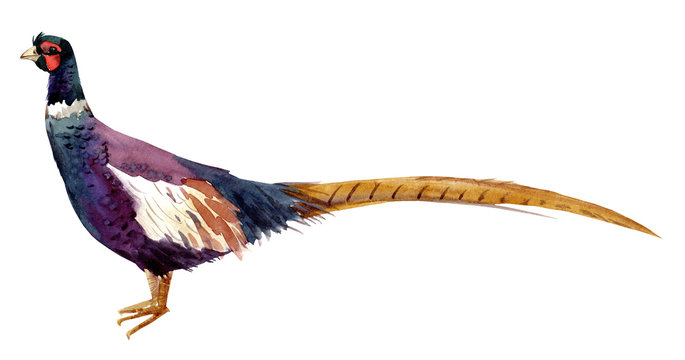 Watercolor pheasant illustration