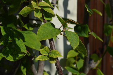 green leaves of tree in spring