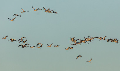 Kraniche im abendlicht