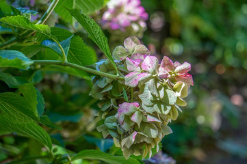 Petals of a flower in focus