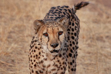 Portrait of a cheetah in Namibia