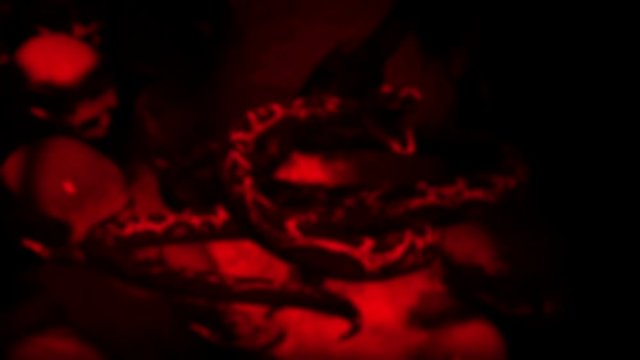 animation of people's skull and snakes in front of screen