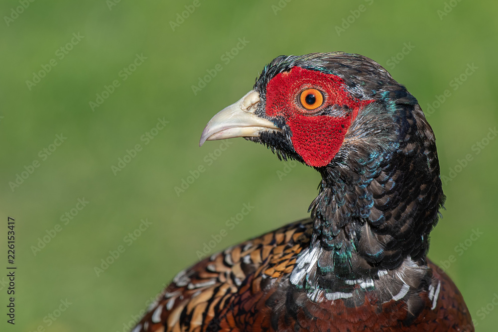 Aufkleber a very close up photograph of the head of a male pheasant. it is a profile portrait and the bird is 