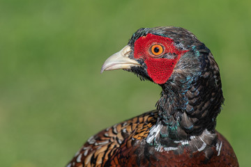 A very close up photograph of the head of a male pheasant. It is a profile portrait and the bird is facing to the left into open space