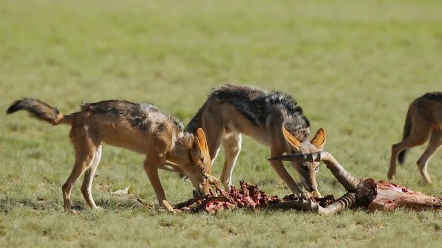 Black-backed jackals (Canis mesomelas) scavenging the remains of an antelope, Kalahari, South Africa