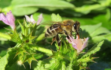 Bee on a lamium flower in the meadow, closeup 