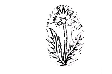 dandelion on white background