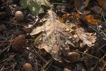 fall oak leaf and acorns with water drops macro