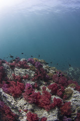 Fototapeta na wymiar Soft Coral Blue Ocean