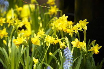 Obraz premium Daffodils in bloom