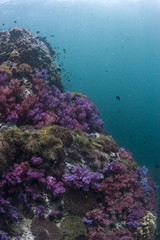 Fototapeta na wymiar Sloping Coral
