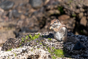 Erdmännchen auf Stein beim fressen