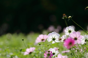 コスモス