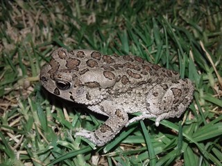 toad in grass