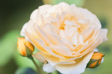 White rose on green background