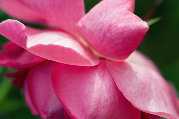 Fototapeta na wymiar Open иud of a pink rose