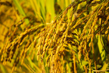 Golden rice fields