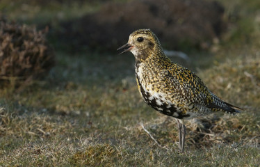A beautiful Golden Plover (Pluvialis apricaria) calling in the moors in Durham, UK.