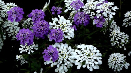 purple flowers background