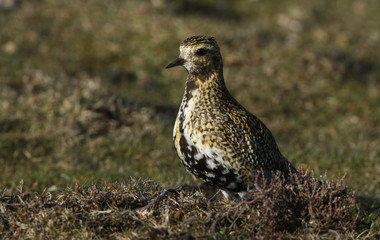 A beautiful Golden plover (Pluvialis apricaria) in the moors of Durham, UK in the breeding season.