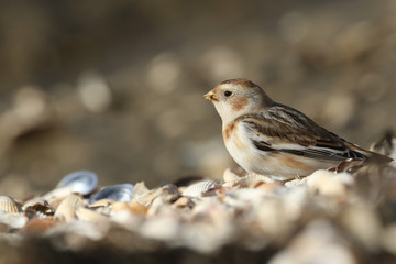 A beautiful Snow Bunting (Plectrophenax nivalis) searching for seeds and insects along the shoreline in the UK.	