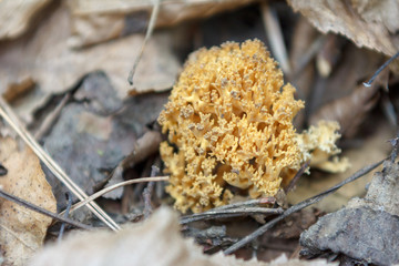 Mushroom in the grass in the forest