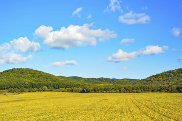 Landscape minimalism. Bright yellow field, blue sky with white clouds and green hills on the horizon. Beginning of autumn.