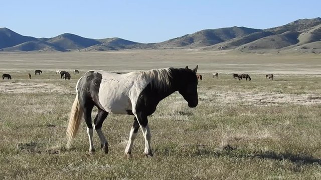 A black and white paint horse investigates the area then returns to the rest of the herd.