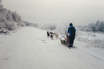 Husky dogs are pulling sledge at winter forest in Murmansk, Russia.