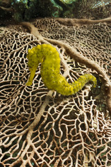 Tigertail Sea Horse on Fan