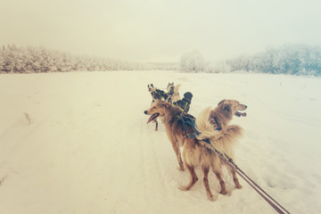 Husky dogs are pulling sledge at winter forest in Murmansk, Russia.