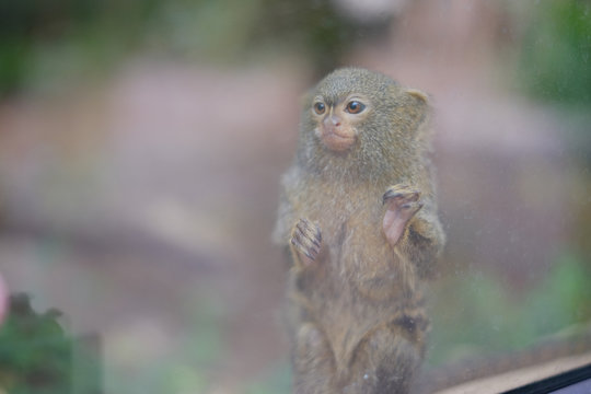 ピグミーマーモセット Stock 写真 Adobe Stock