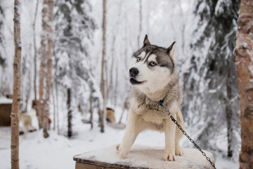 Husky dog standing in the snow. Black and white Siberian husky with blue eyes on a walk in winter park.