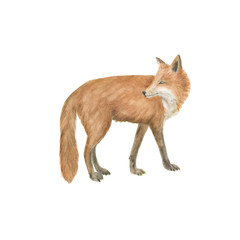 watercolor painting a red fox isolated on white